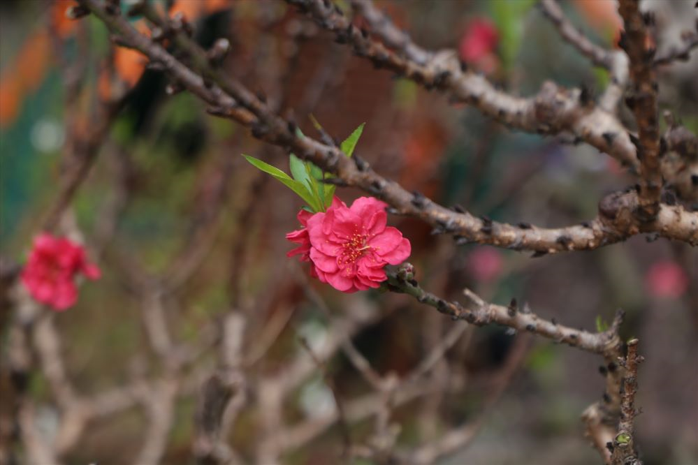 Thời tiết hôm nay (21-1): Bắc Bộ nhiều nơi đêm và sáng trời rét đậm